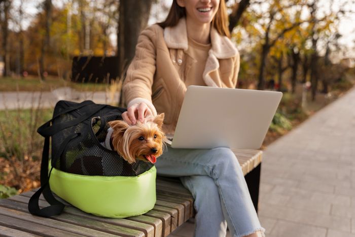 voyager chien accessoires sac transport
