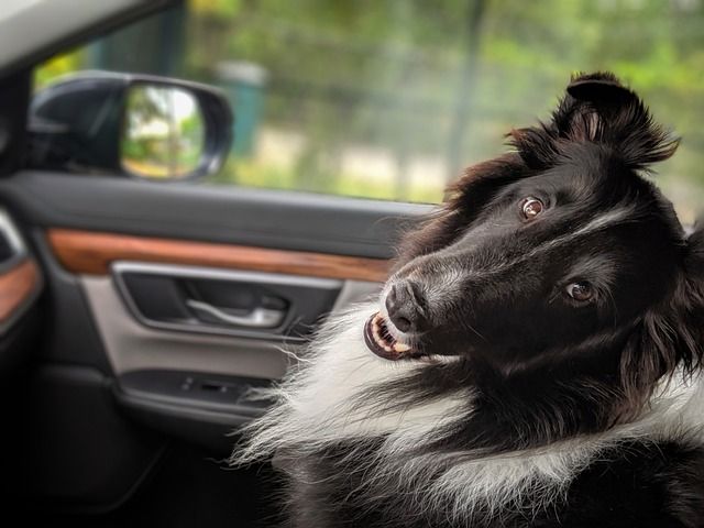 voyage route avec chien